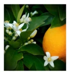 Neroli olaj