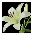 Fehér liliom
