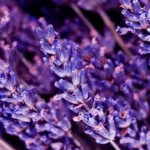 Levendula