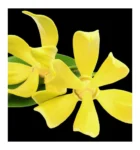 Ylang ylang
