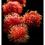 KBOX-yodeyma-noi-parfum-linet-jo